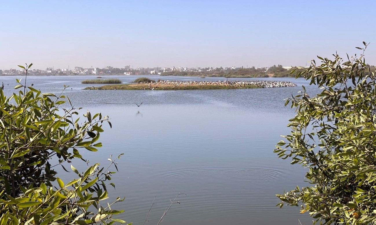 Pikine frena la expansión de la tifa con una solución para crear empleo y mejorar el medio ambiente